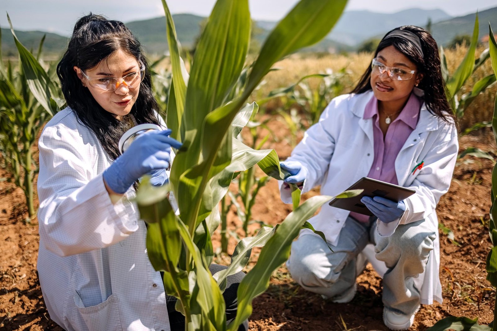 Ilika Crop Care